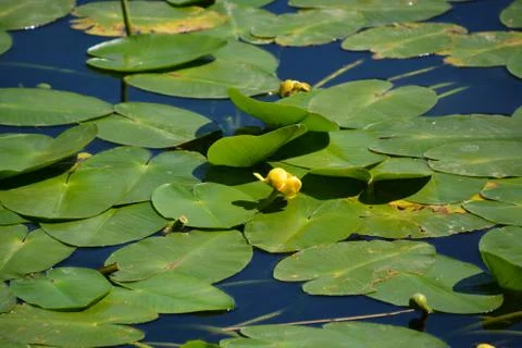 Pool of Nymphs Foto stock