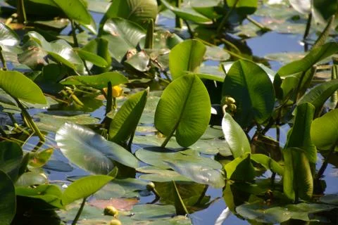Pool of Nymphs Stock Photos