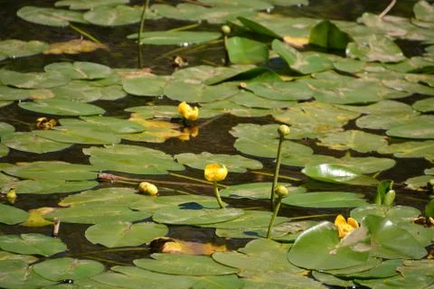 Pool of Nymphs Stock Photos