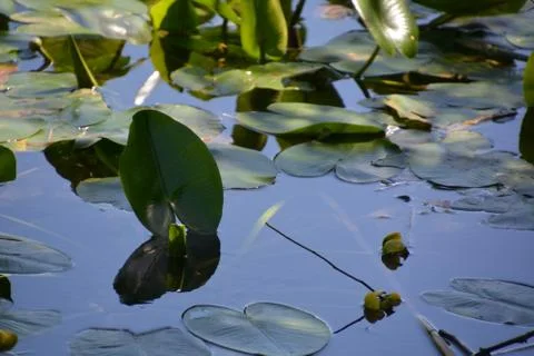Pool of Nymphs Stock Photos
