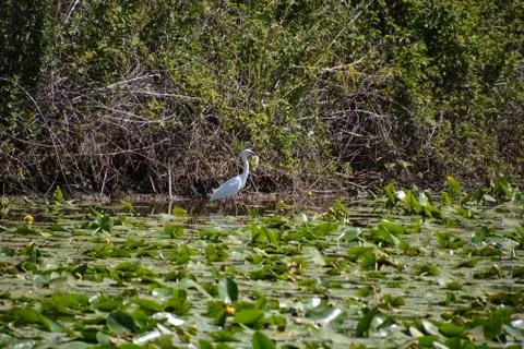 Pool of Nymphs Stock Photos