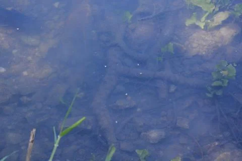 Pool of Nymphs Stock Photos