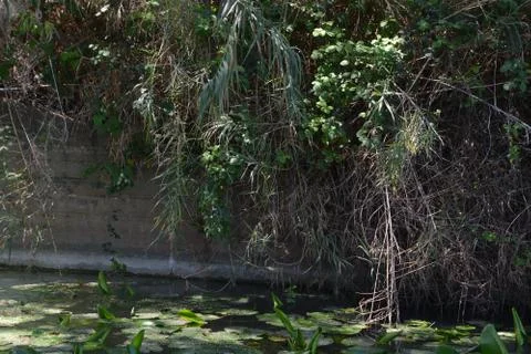 Pool of Nymphs Stock Photos