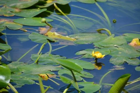 Pool of Nymphs Stock Photos