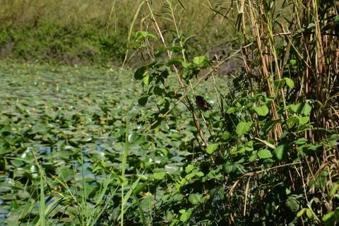 Pool of Nymphs Stock Photos