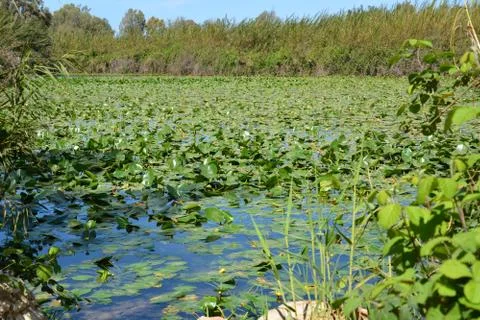 Pool of Nymphs Stock-Fotos