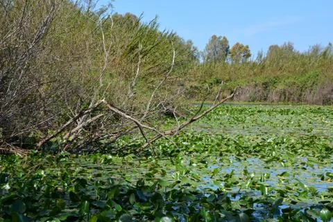 Pool of Nymphs Stock Photos
