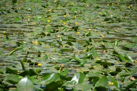 Pool of Nymphs Stock Photos