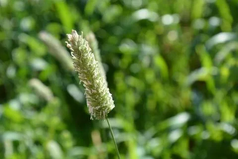 Pool of Nymphs Stock Photos