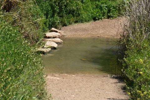 Pool of Nymphs Stock Photos