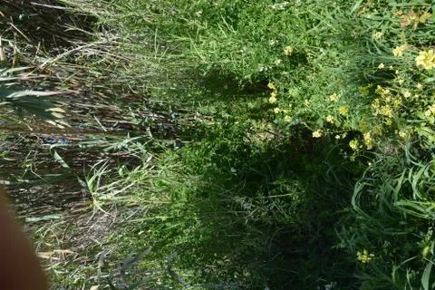 Pool of Nymphs Stock Photos
