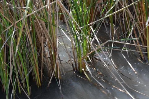 Pool of Nymphs Foto stock