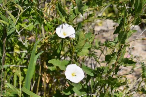 Pool of Nymphs Stock Photos