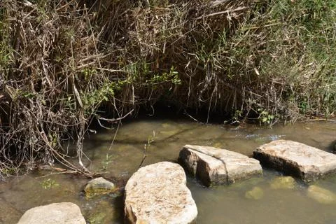 Pool of Nymphs Stock Photos