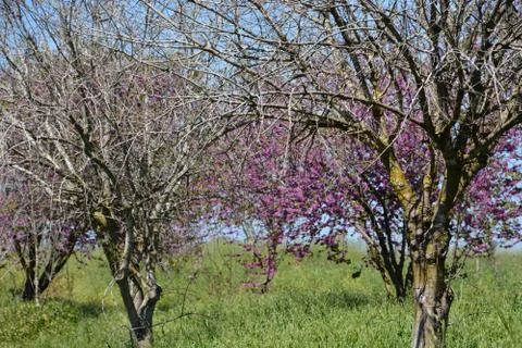 Pool of Nymphs Foto stock
