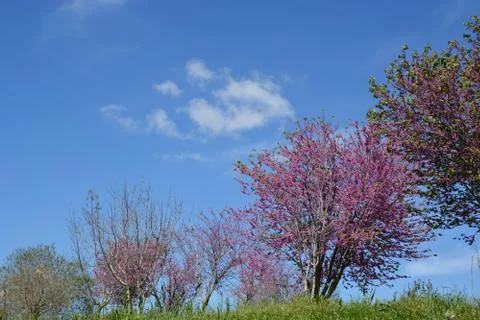 Pool of Nymphs Stock Photos