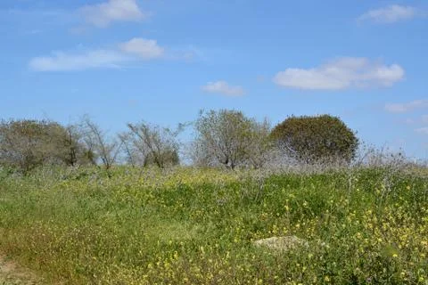 Pool of Nymphs Stock Photos