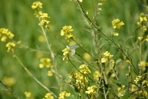 Pool of Nymphs Stock Photos