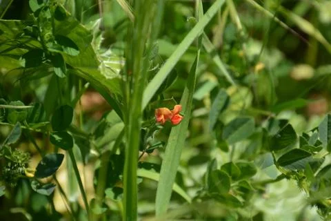 Pool of Nymphs Stock Photos
