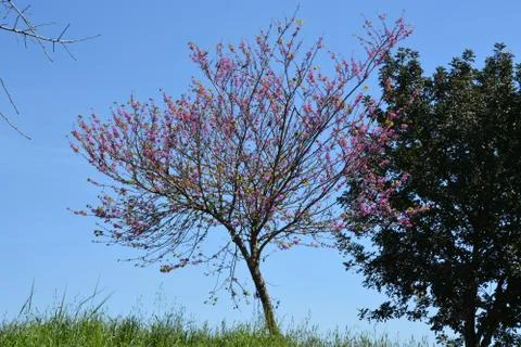 Pool of Nymphs Stock Photos