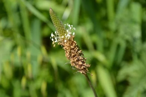 Pool of Nymphs Stock Photos