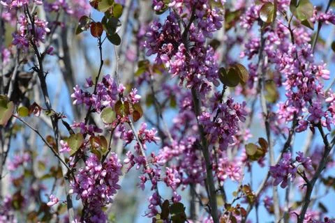 Pool of Nymphs Stock Photos