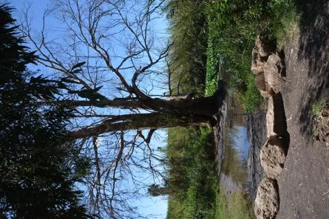 Pool of Nymphs Stock Photos