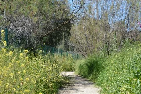 Pool of Nymphs 스톡 사진