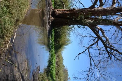 Pool of Nymphs Stock Photos