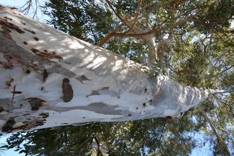 Pool of Nymphs Stock Photos