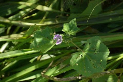 Pool of Nymphs Stock-Fotos