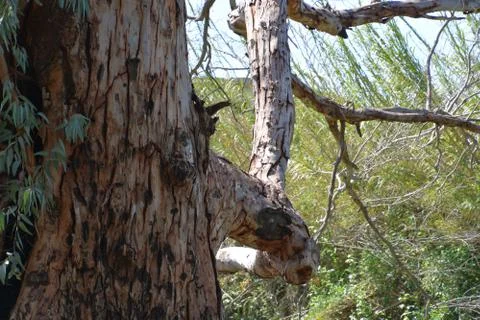 Pool of Nymphs Stock Photos
