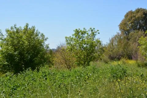 Pool of Nymphs Stock Photos