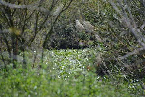Pool of Nymphs Stock Photos