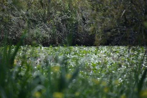 Pool of Nymphs Foto stock