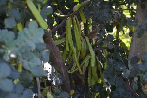 Pool of Nymphs Stock Photos