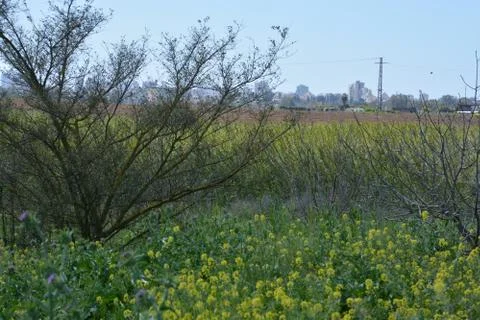 Pool of Nymphs Stock Photos
