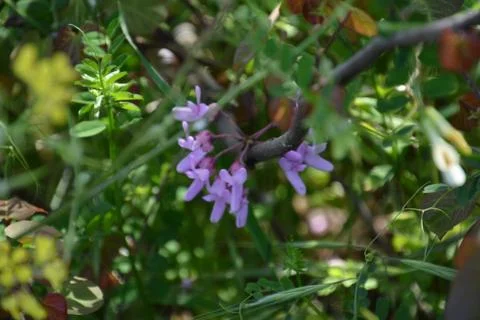 Pool of Nymphs Stock Photos