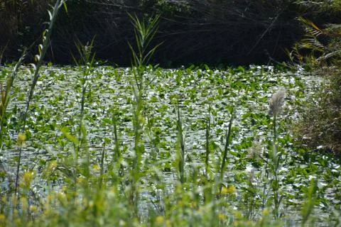 Pool of Nymphs Stock Photos