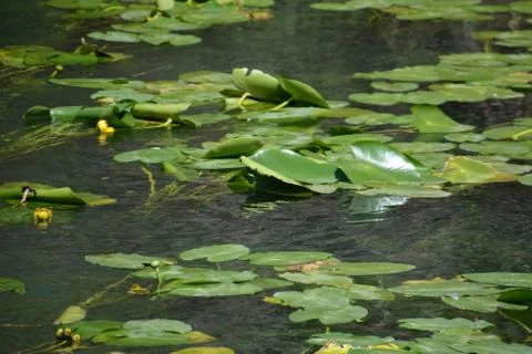Pool of Nymphs Stock Photos