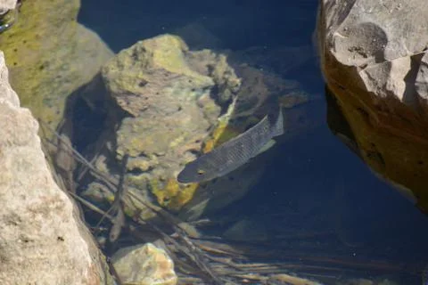 Pool of Nymphs Stock-Fotos