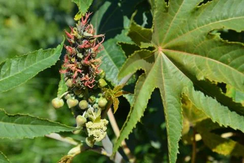 Pool of Nymphs Stock Photos
