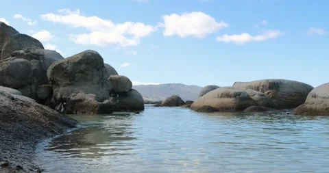 Pool, ocean water and rocks with penguin and blue sky. Beautiful scenery on Stock Footage 301551558