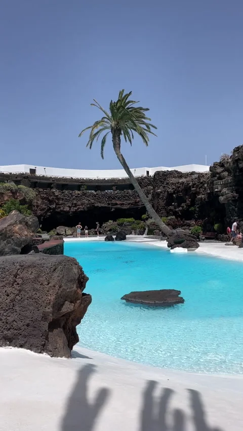 Pool with Palm tree 9x16 스톡 동영상 281077819