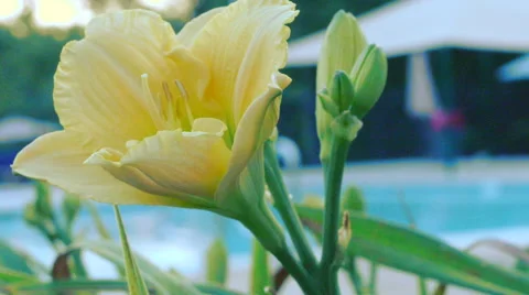 Pool pan with flower Stock Footage 41433554