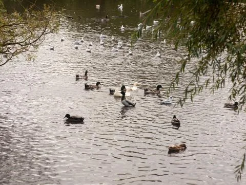 A pool pond below littered with ducks in country Stock Photos