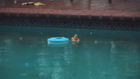 Pool raindrops landing in water with a pool toy floating Stock Footage 244493325