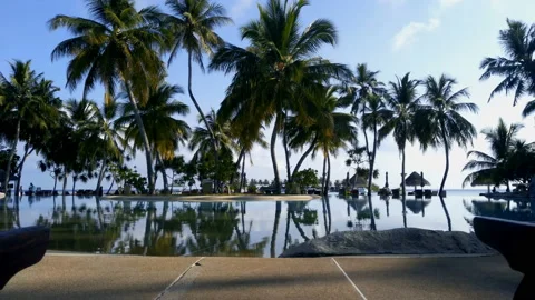 Pool with reflection of palm trees in the water. summer holidays and travel Stock Footage 91295242