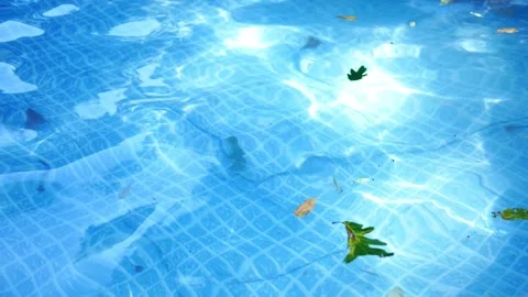 Pool Series - Leaves Floating on Surface of Pool - Filler Shot Stock Footage 341173758