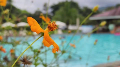 Pool side vibrant orange flower Stock Footage 258101360